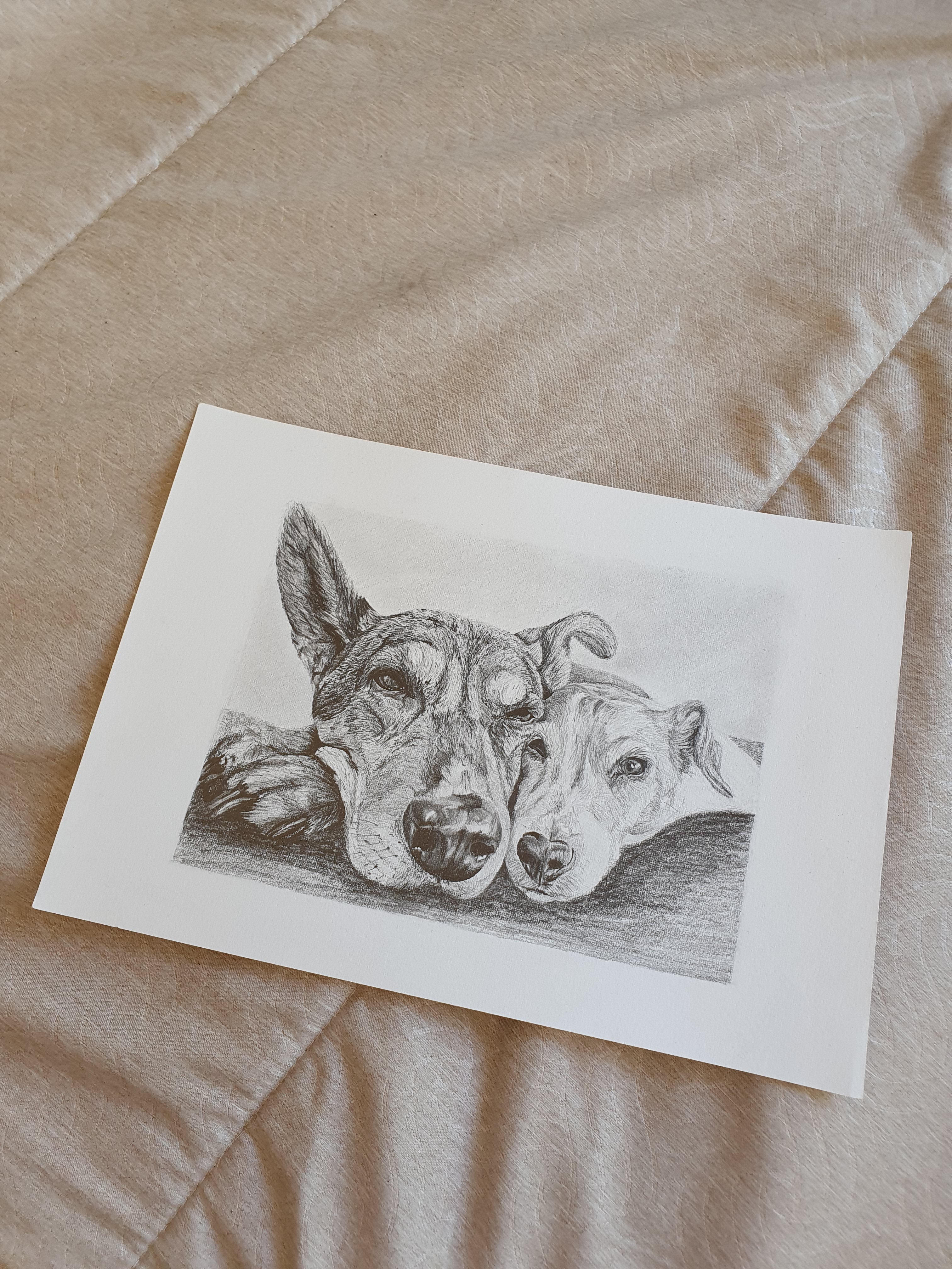 hand drawn pencil pet portrait