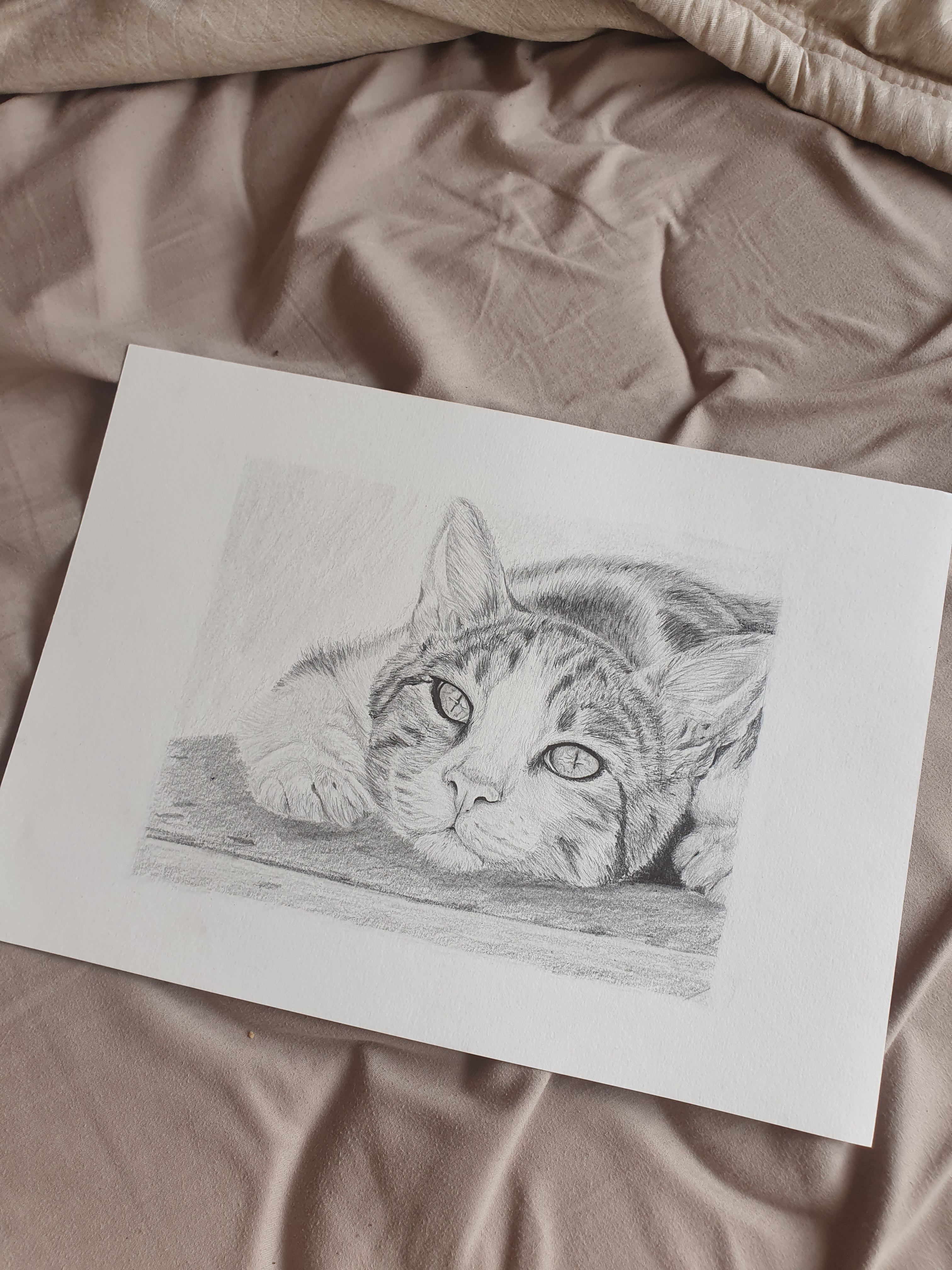 hand drawn pencil pet portrait