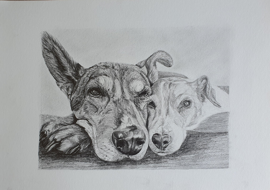 hand drawn pencil pet portrait