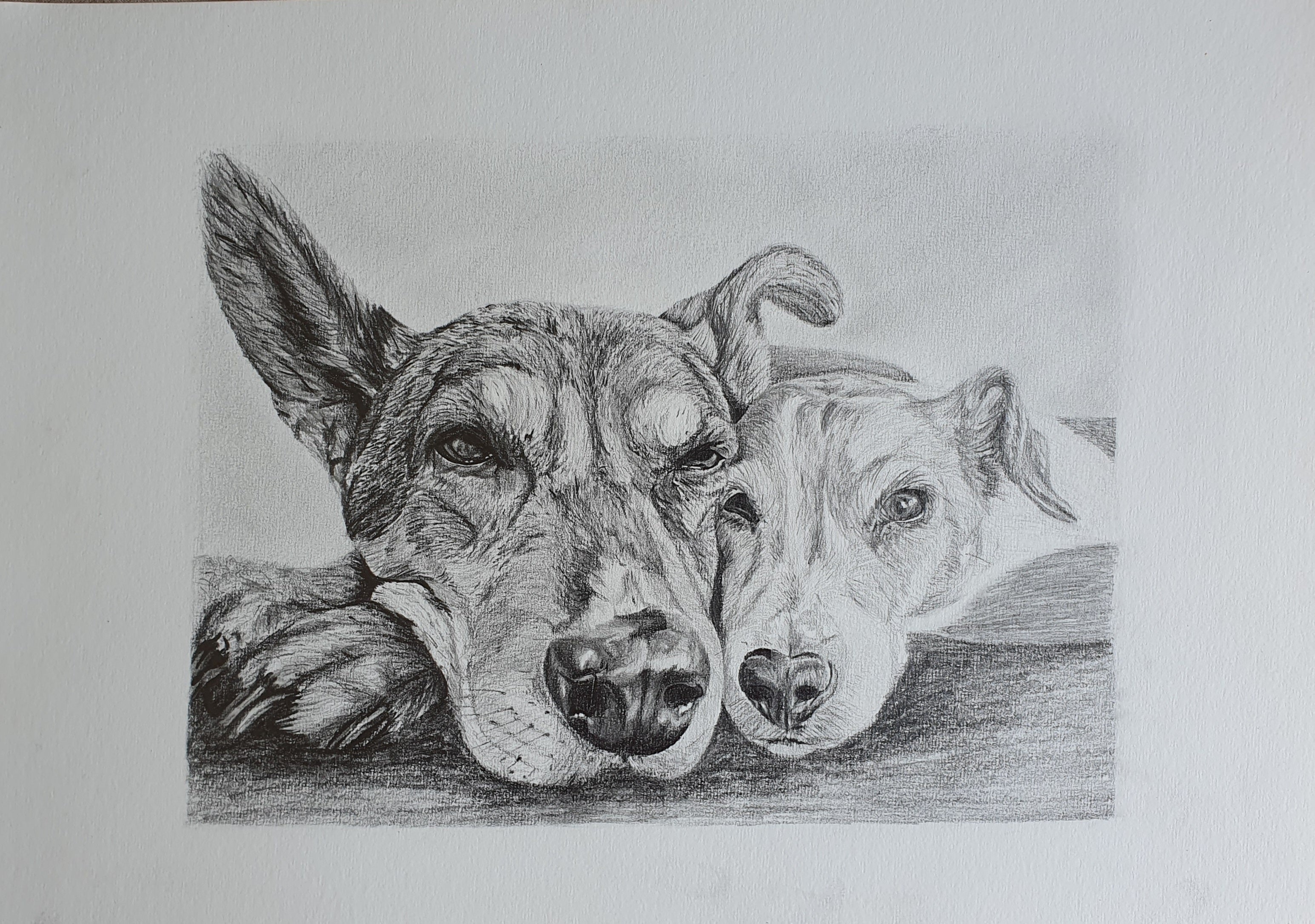 hand drawn pencil pet portrait