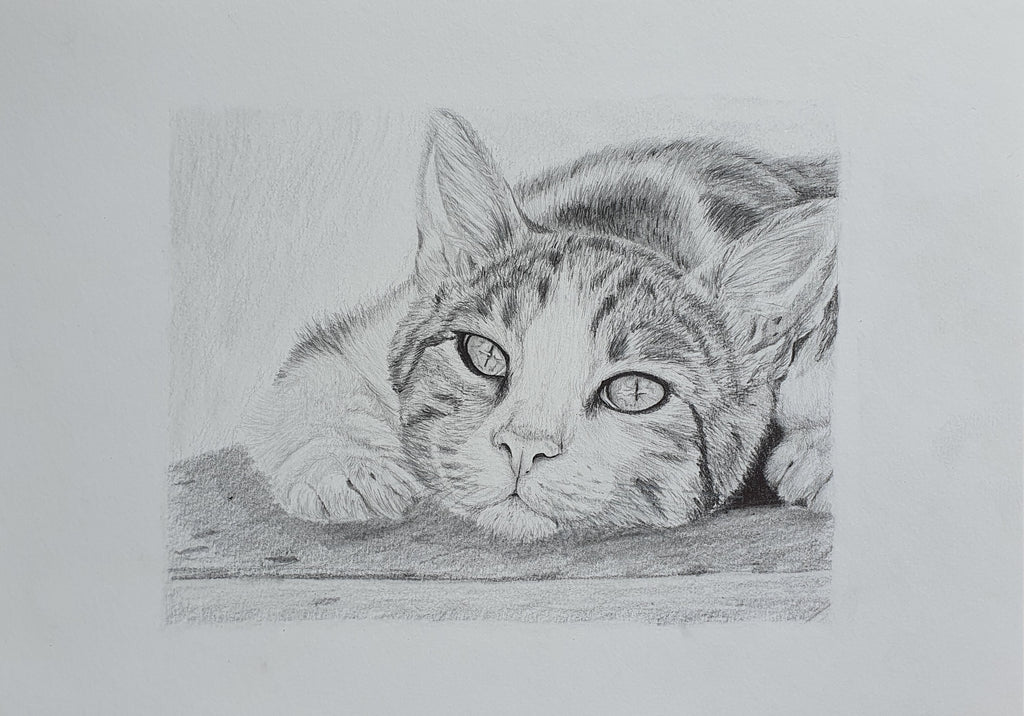 hand drawn pencil pet portrait