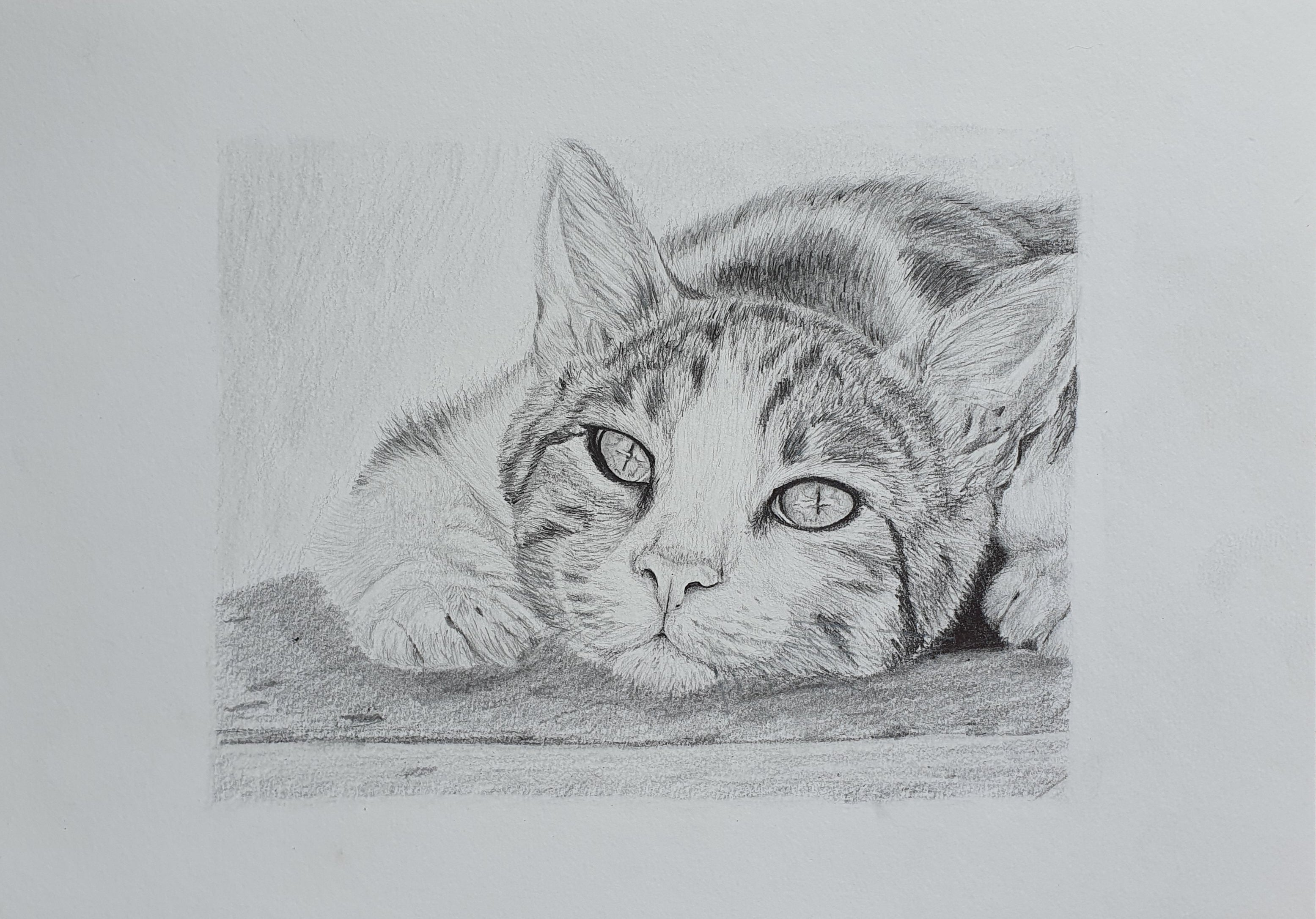hand drawn pencil pet portrait