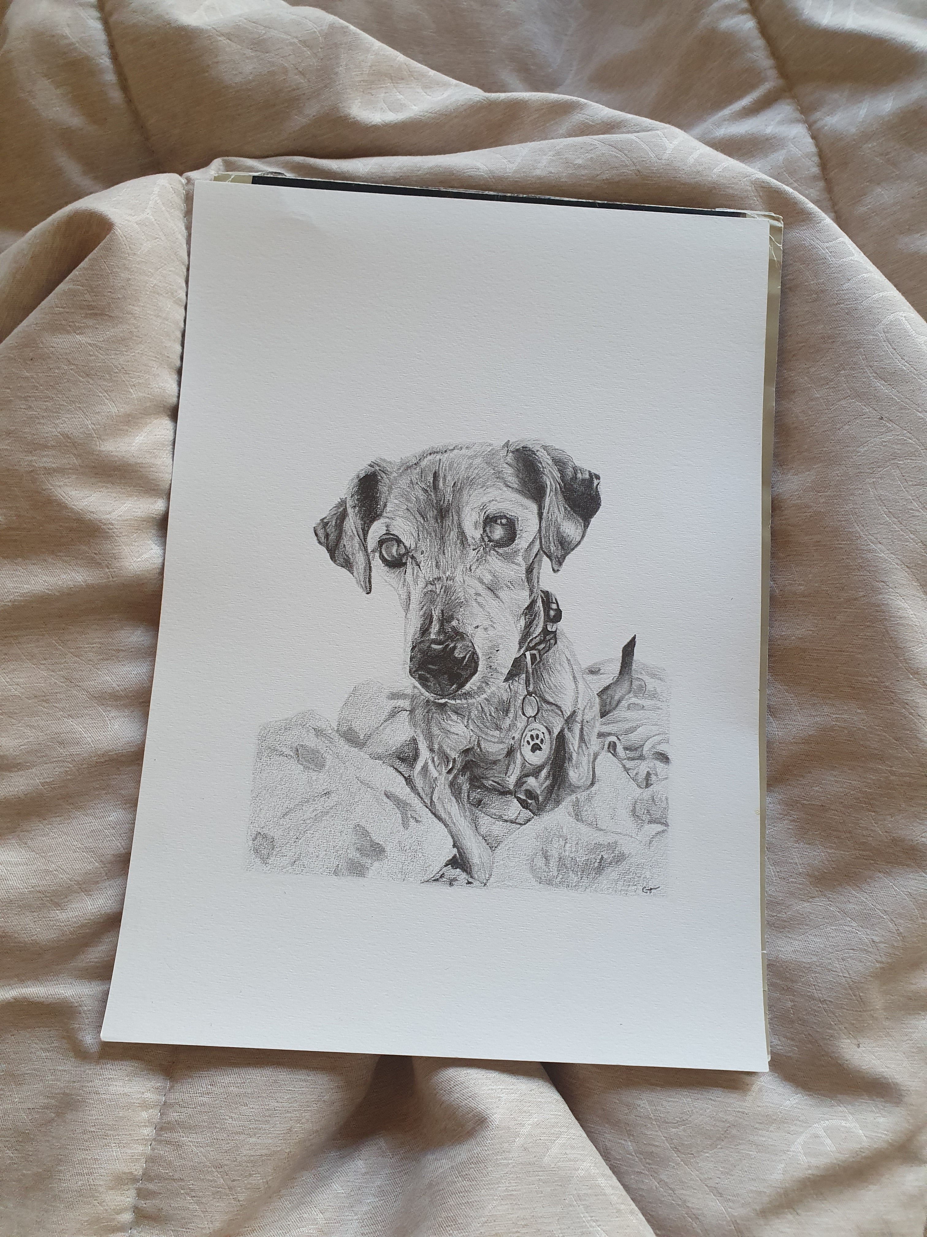 hand drawn pencil pet portrait