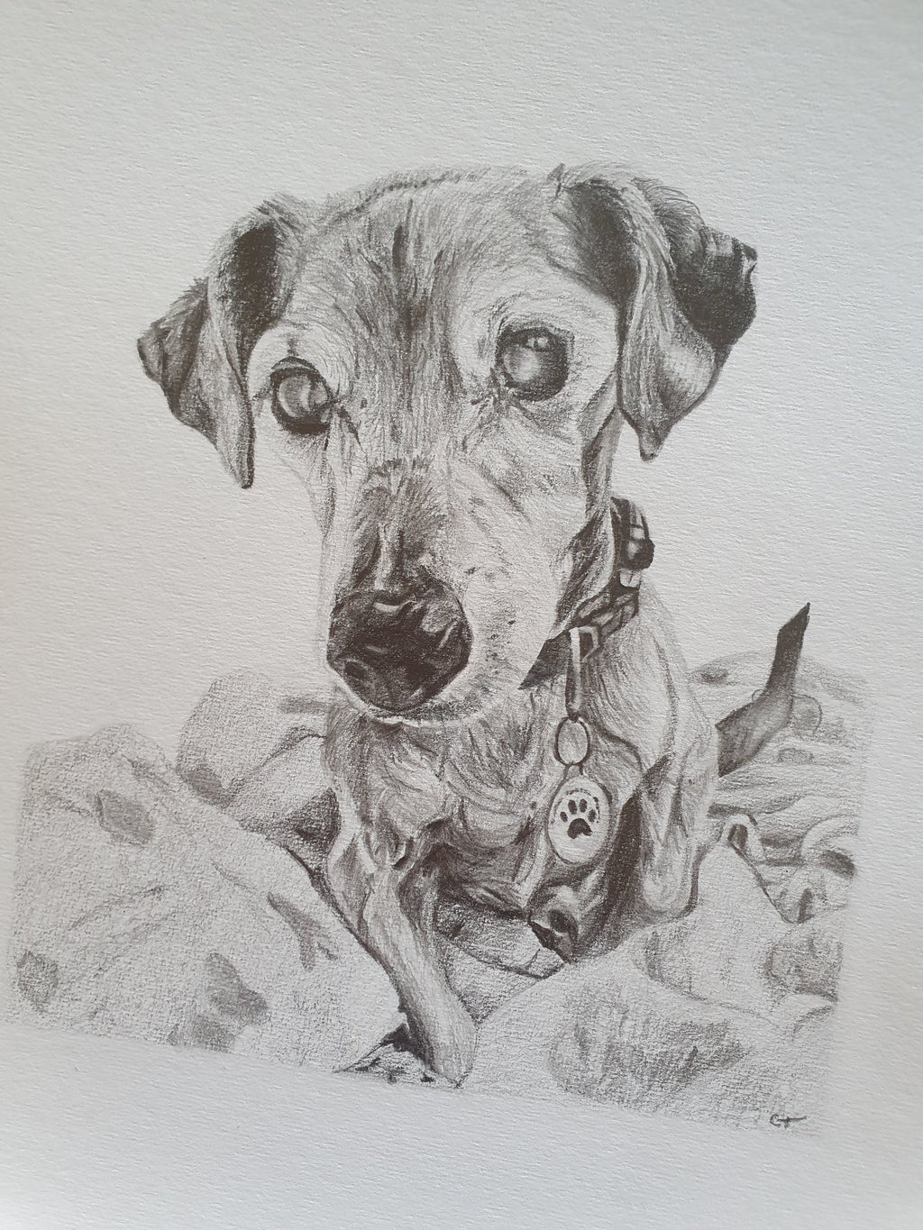 hand drawn pencil pet portrait